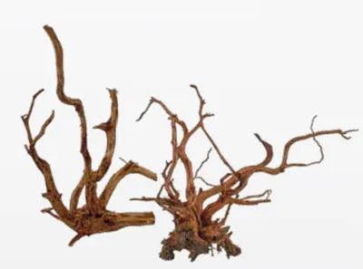 RACINE RED SPIDER KING 25 à 45cm 1p