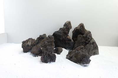 Blue Fairy 2.5-3.5kg SCALARE