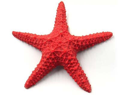 Étoile de mer 15x15x3cm SCALARE