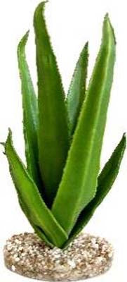 TERRA ALOE 29cm SCALARE