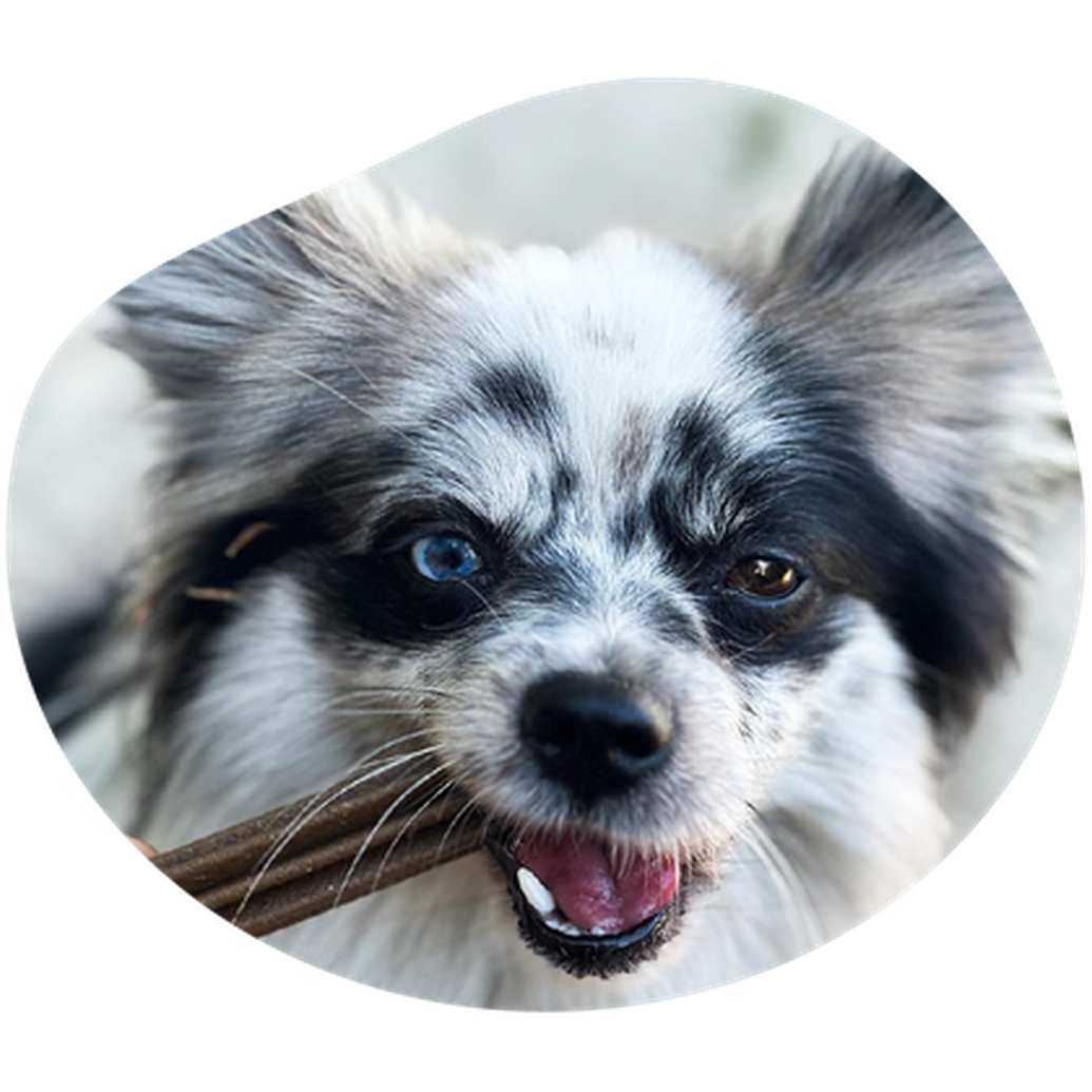 MARLY ET DAN Dental seau 28 sticks Chien S 400g