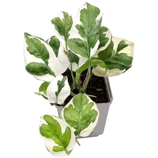 HOBBY-DOSHE AQUARISTIK Terrano Terra Substrat pour terrarium 4L