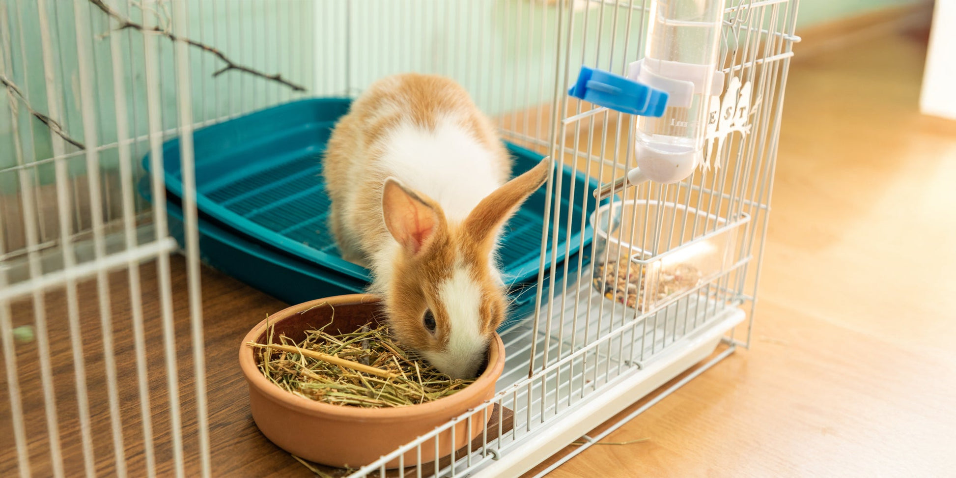 CROCI SPA PST 0,60x15m DF WONDER Laisse pour chien extensible 15 mètres