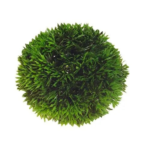 HOBBY-DOSHE AQUARISTIK Plant Ball 9 cm Décoration Aquarium Plastique Vert