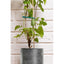 LAROY Pince à Plante 50 cm Noir