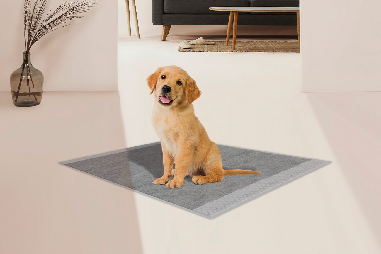 CROCI SPA PST 0,60x15m DF WONDER Laisse pour chien extensible 15 mètres