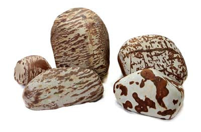 Swan Rock  1-2kg SCALARE