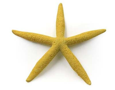 Étoile de mer 15.5x15.5x2cm SCALARE