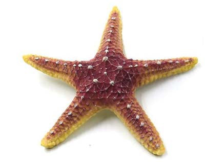 Étoile de mer 18.5x18.5x3cm SCALARE