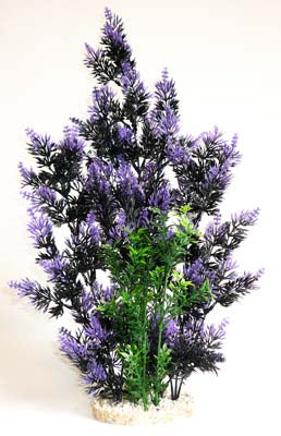 AQUAPLANT COLOR GIANT  H:46cm SCALARE