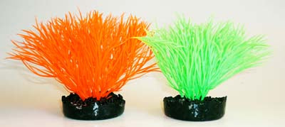 SUNNY PLANT H:11cm SCALARE