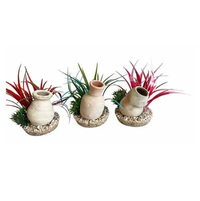 plante mini jarre  H:15cm SCALARE