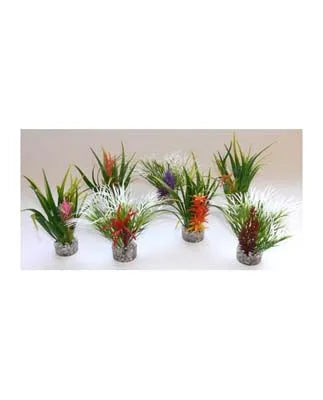 PLANTE  H:10cm SCALARE