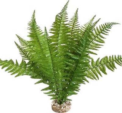 TERRA FOUGERE 46cm SCALARE