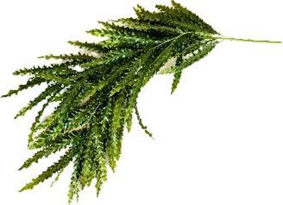 TERRA CHUTE FOUGERE 66cm SCALARE