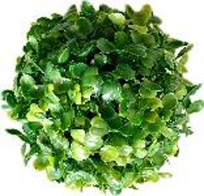 TERRA BOULE BUI 13cm SCALARE