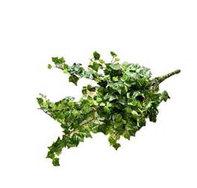 TERRA CHUTE LIERRE 54cm SCALARE