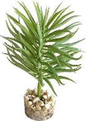 TERRA PLANTE SUCCULENTE 13cm SCALARE