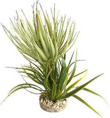 TERRA PLANTE GRASSE 23cm SCALARE