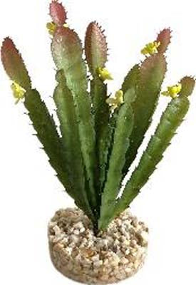 TERRA CACTUS FLEUR 17cm SCALARE