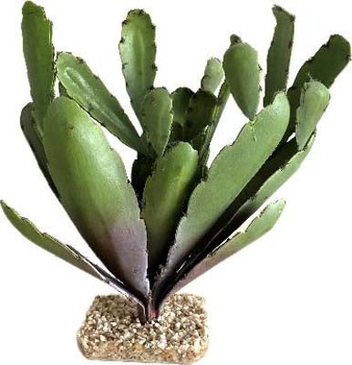 TERRA CACTUS 31cm SCALARE