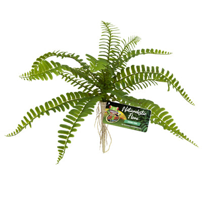 SWORD FERN ZOOMED