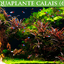 HOBBY-DOSHE AQUARISTIK Terrano Forest Substrat pour Terrarium 25L