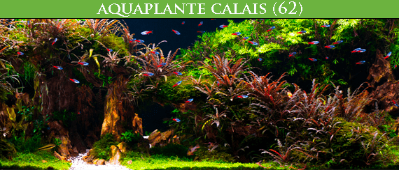 HOBBY-DOSHE AQUARISTIK Terrano Forest Substrat pour Terrarium 25L