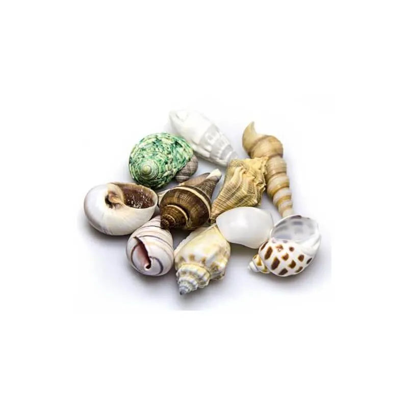 HOBBY-DOSHE AQUARISTIK Coquilles Sea Shells Set S 20 pièces