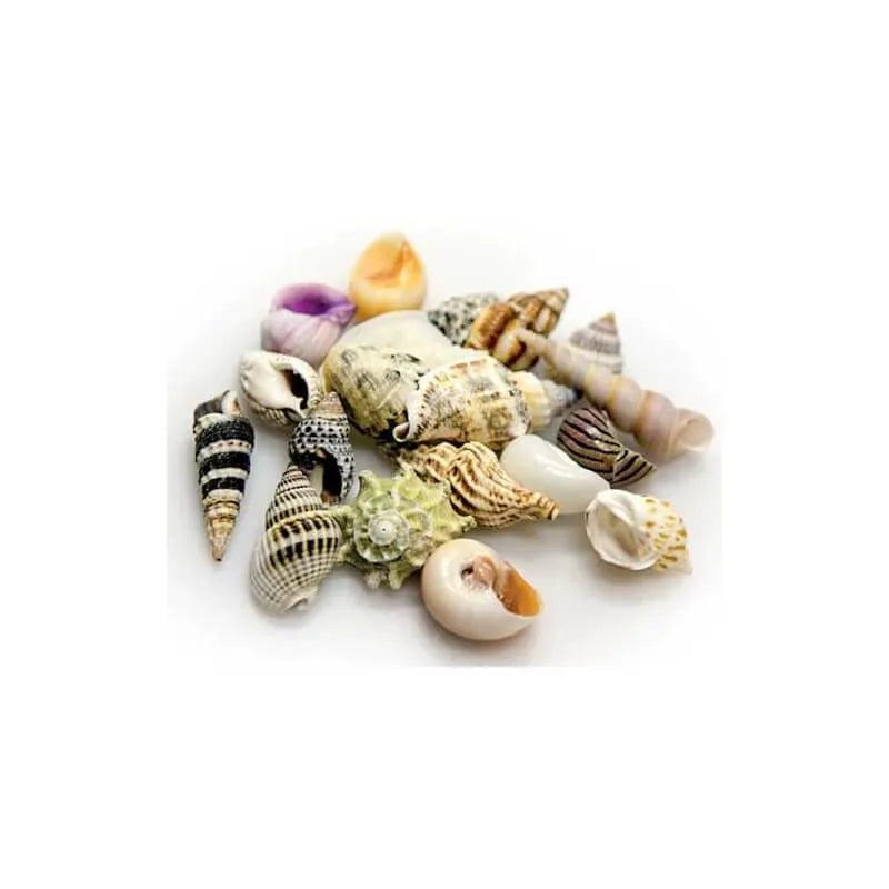 HOBBY-DOSHE AQUARISTIK Coquilles Sea Shells Set M 10 pièces