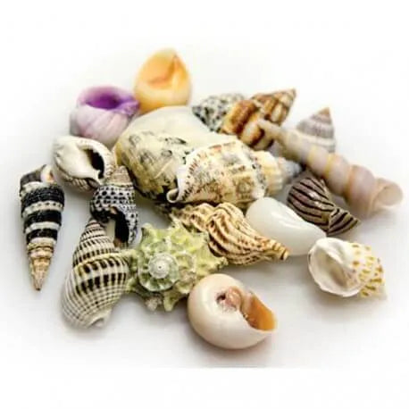 HOBBY-DOSHE AQUARISTIK Coquilles Sea Shells Set S 20 pièces