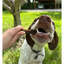 MARLY ET DAN Dental seau 28 sticks Chien S 400g