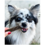 MARLY ET DAN Dental seau 28 sticks Chien S 400g