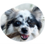 MARLY ET DAN Dental seau 28 sticks Chien S 400g