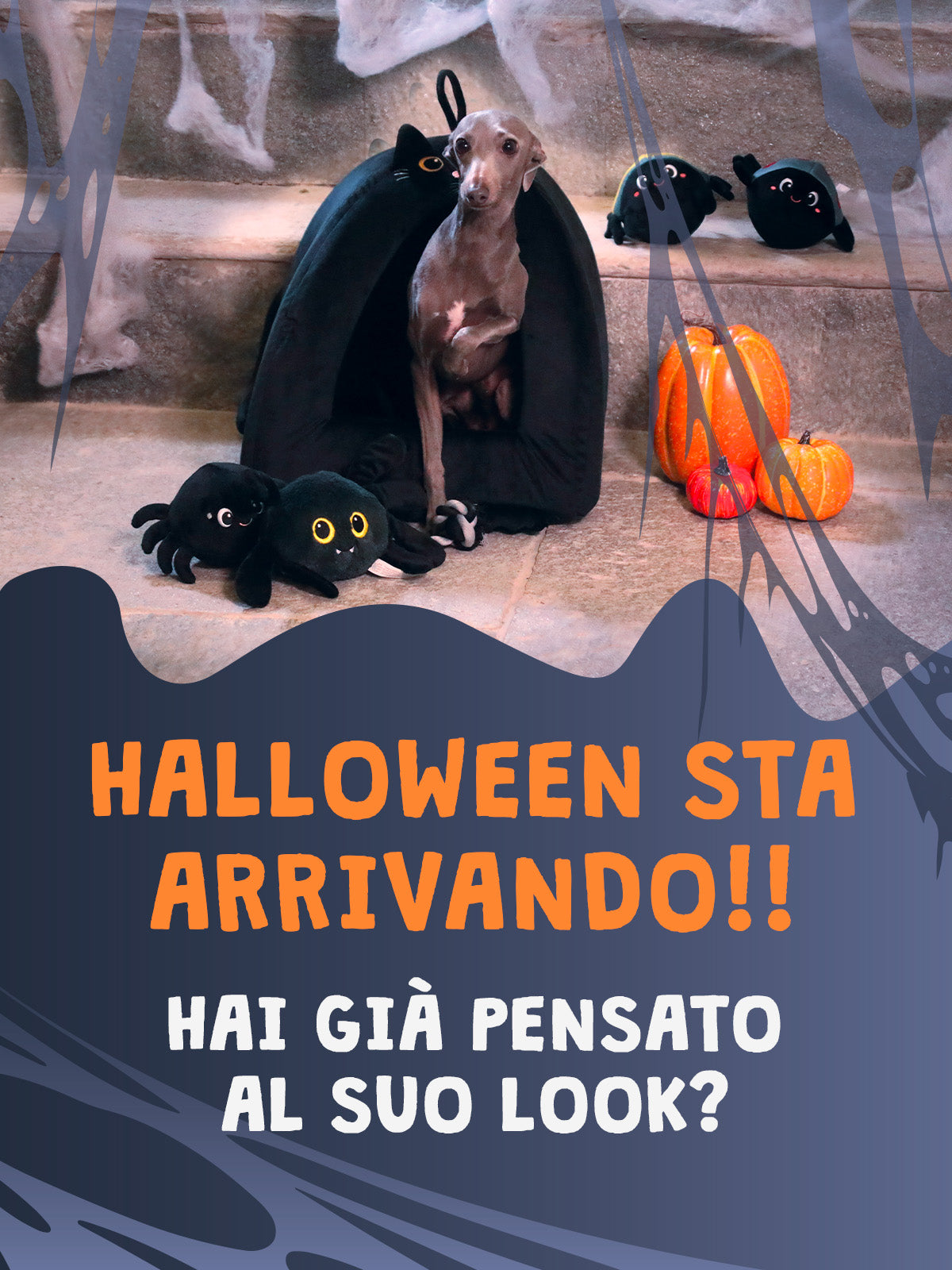 CROCI SPA PST 0,60x15m DF WONDER Laisse pour chien extensible 15 mètres