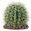 HOBBY-DOSHE AQUARISTIK Cactus Atacama 7cm Décoration Artificielle pour Terrarium
