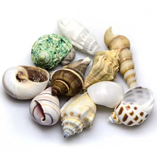 HOBBY-DOSHE AQUARISTIK Coquilles Sea Shells Set M 10 pièces