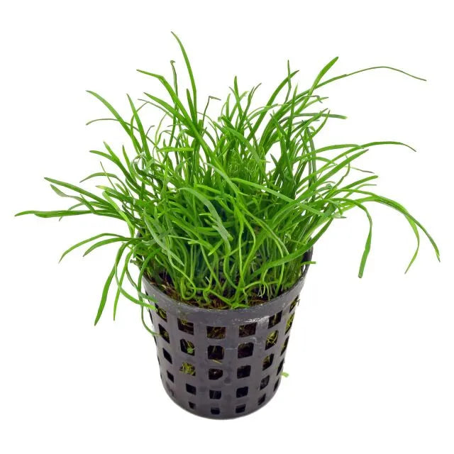 HOBBY-DOSHE AQUARISTIK Terrano Terra Substrat pour terrarium 4L