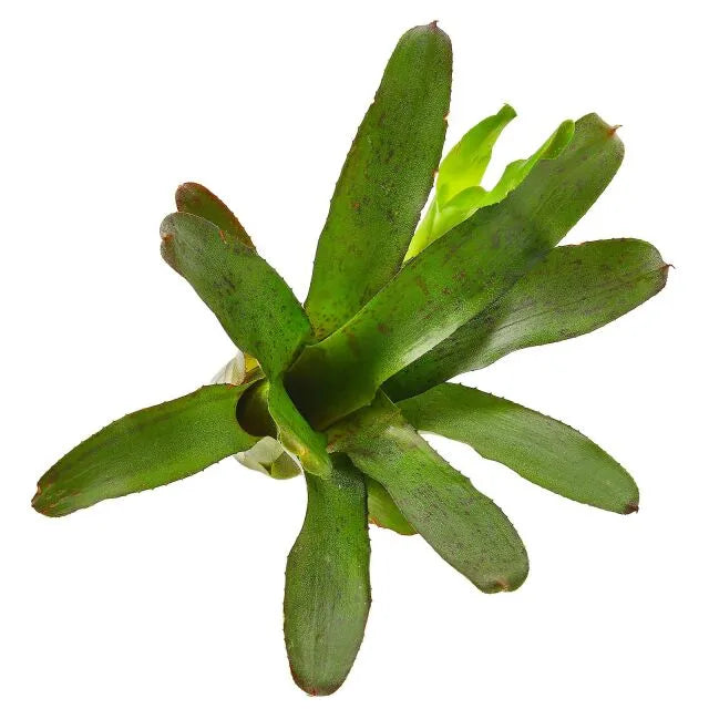 HOBBY-DOSHE AQUARISTIK Terrano Terra Substrat pour terrarium 4L