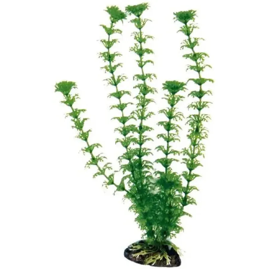 PLANTE CABOMBA 18cm