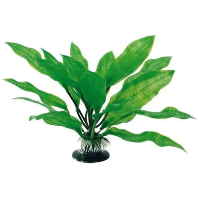 PLANTE ECHINODORUS 18cm