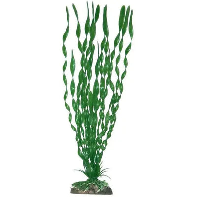 PLANTE VALISNERIA MAJOR 12cm