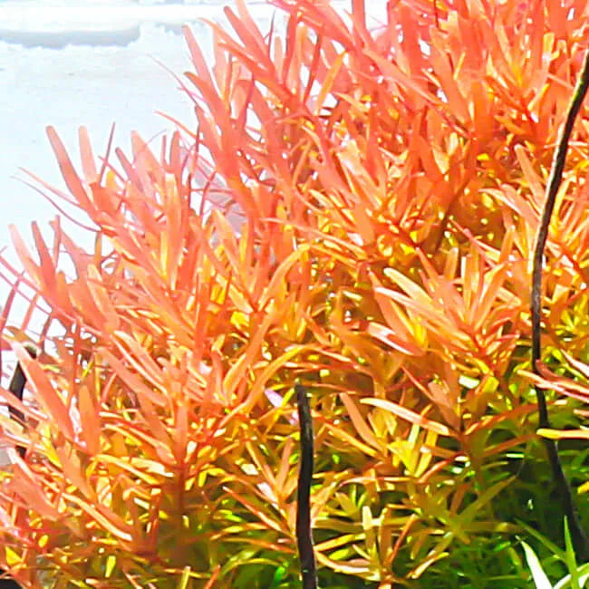 HOBBY-DOSHE AQUARISTIK TERRANO CALCIUM ROUGE 5Kg