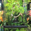 ZOOMED Paludarium 91x46x91 cm 80L